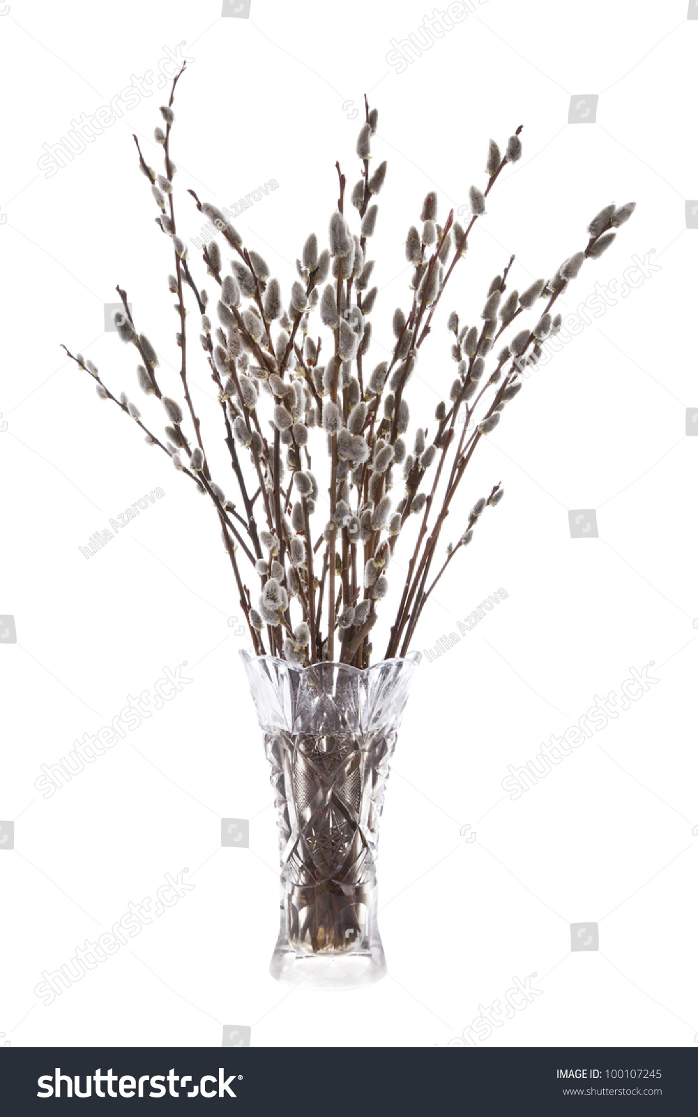 Branches Pussy Willow Flowering Bud Vase Stock Photo Edit Now