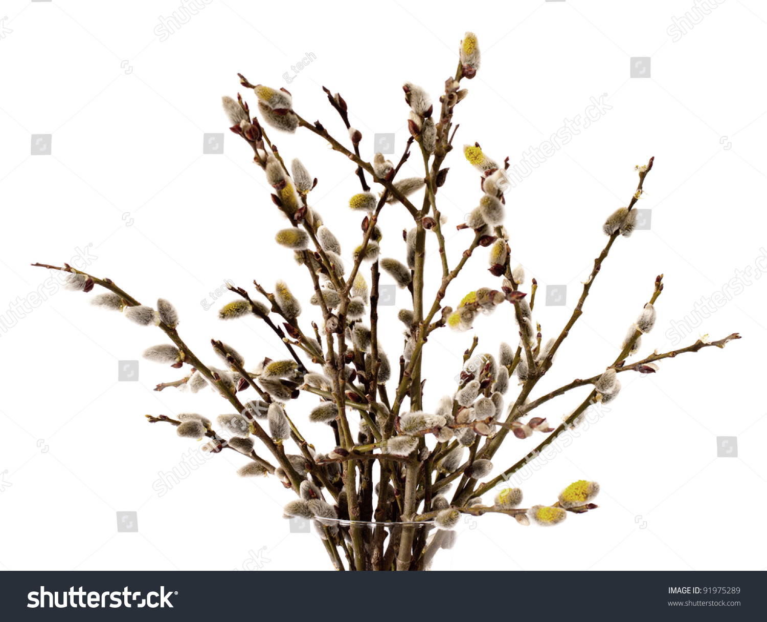 Branches Of The Pussy Willow With Flowering Bud In Vase With Water On