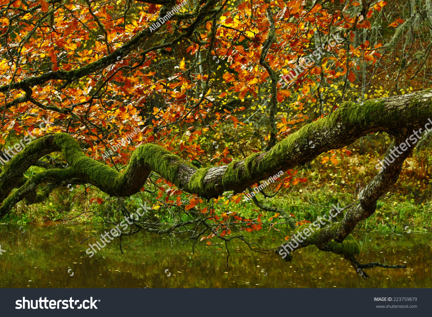 Branching Autumn Tree Branch Stock Photo 223759879 Shutterstock