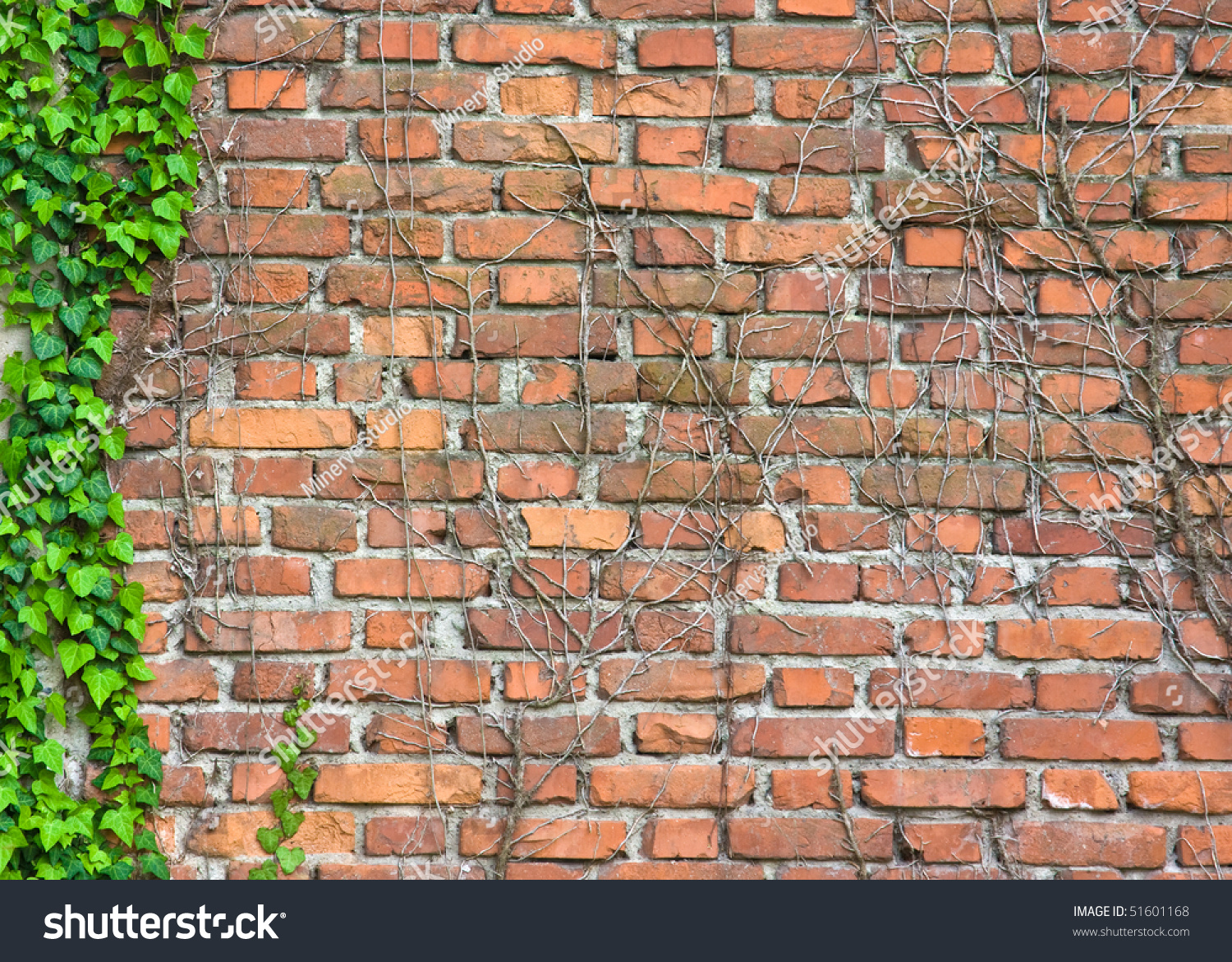 Brick Wall Texture With Some Ivy Stock Photo 51601168 Shutterstock