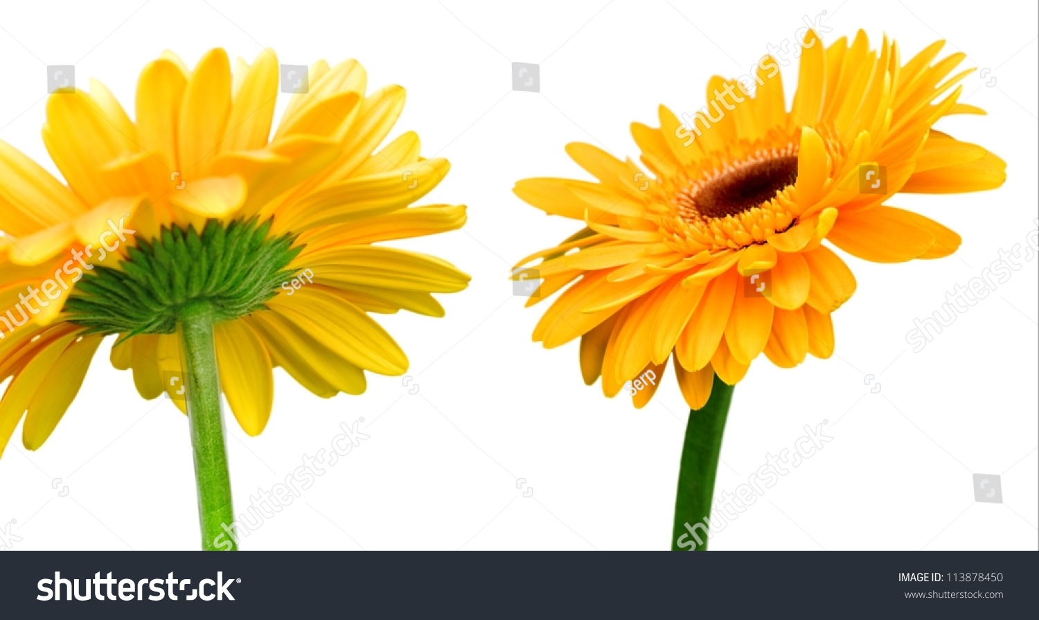 Bright Orange Flowers Isolated On A White Background Stock Photo