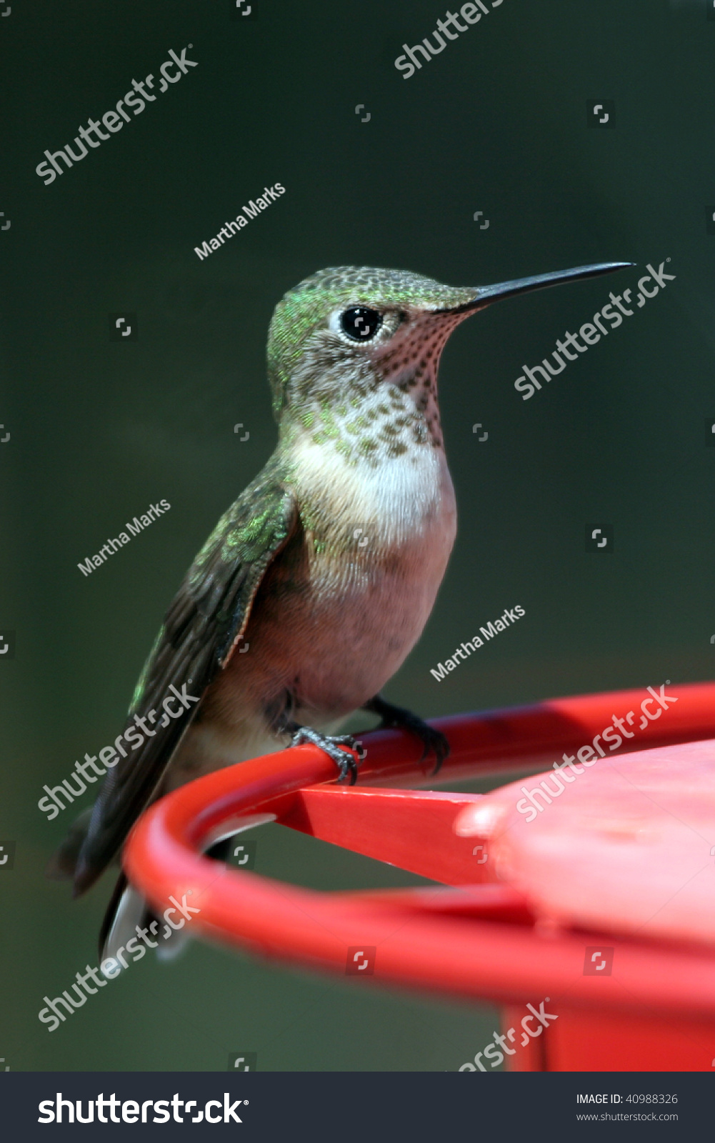 broad tailed hummingbird on feeder perch stock photo broad tailed hummingbird on feeder perch stock photo