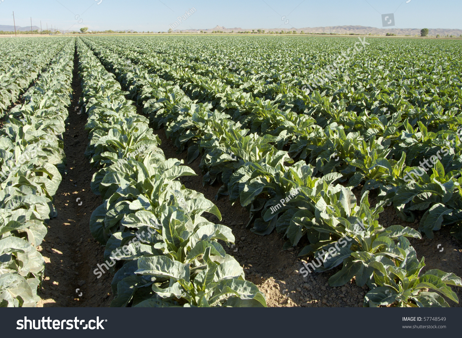 Broccoli Plants Grow In A Field Near Yuma Arizona Stock Photo 57748549