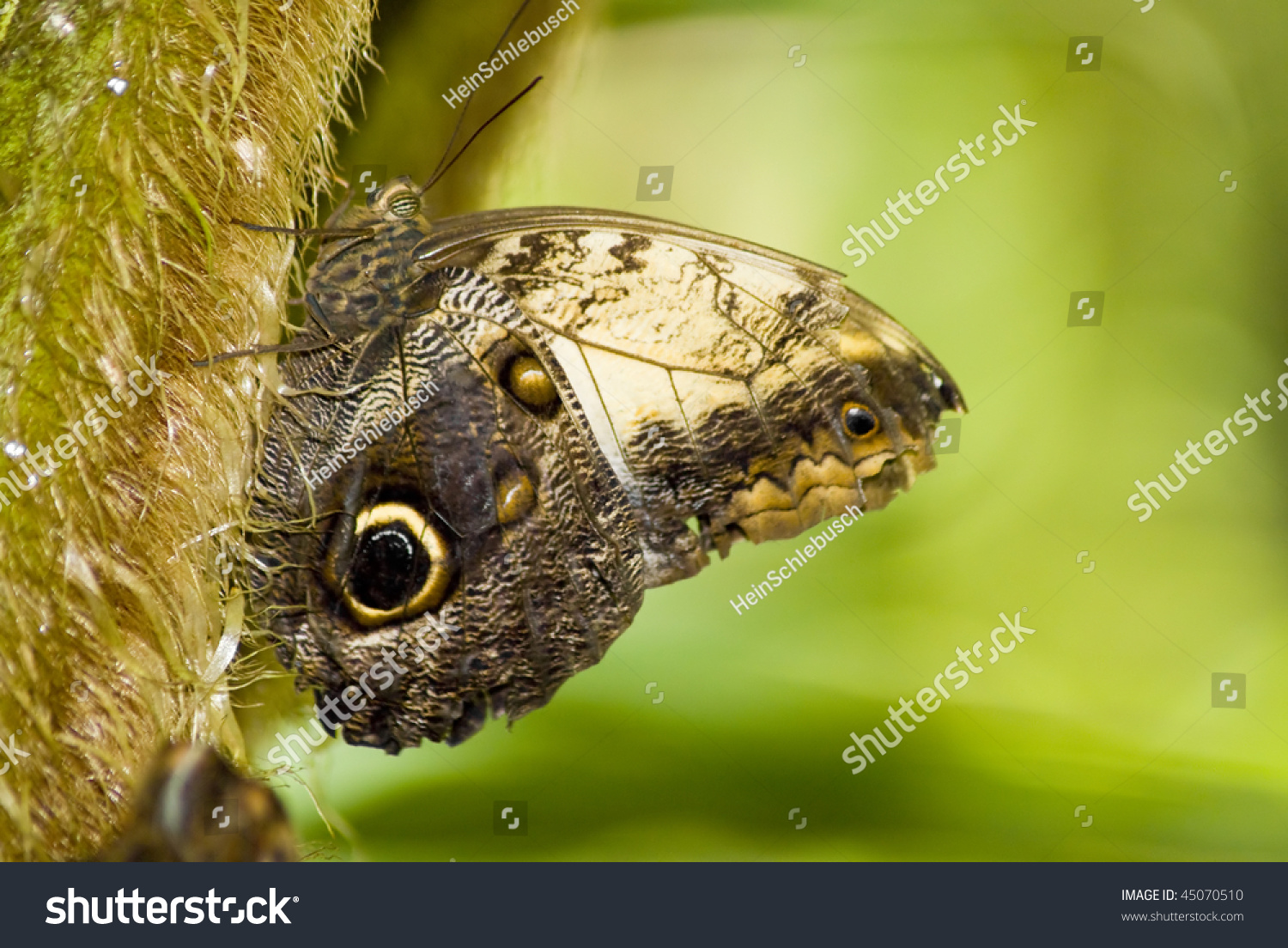 Brown Butterfly With What Looks Like An Eye On Its Wing, Witting On A