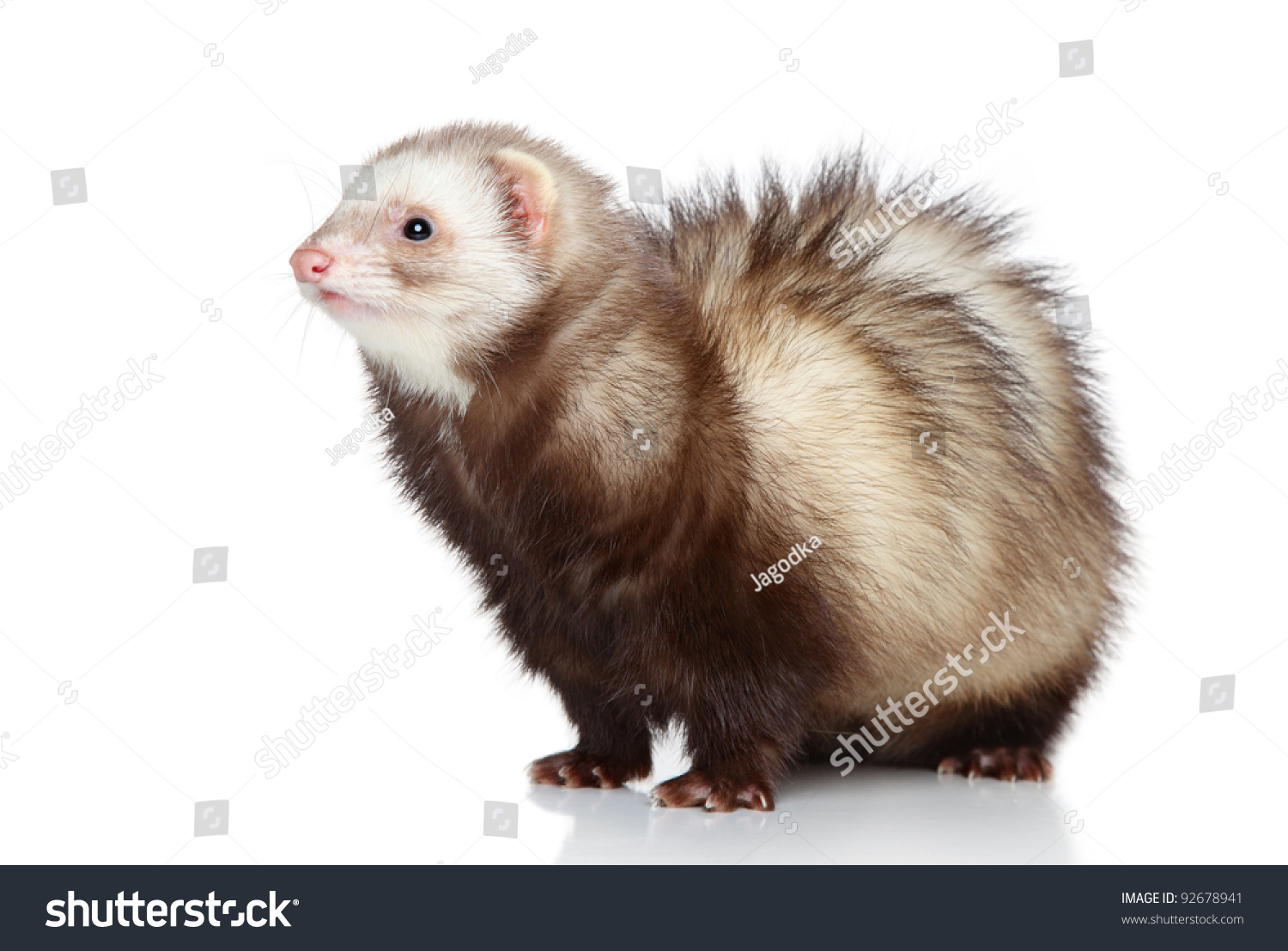 Brown Ferret Posing On White Background Stock Photo 92678941 Shutterstock