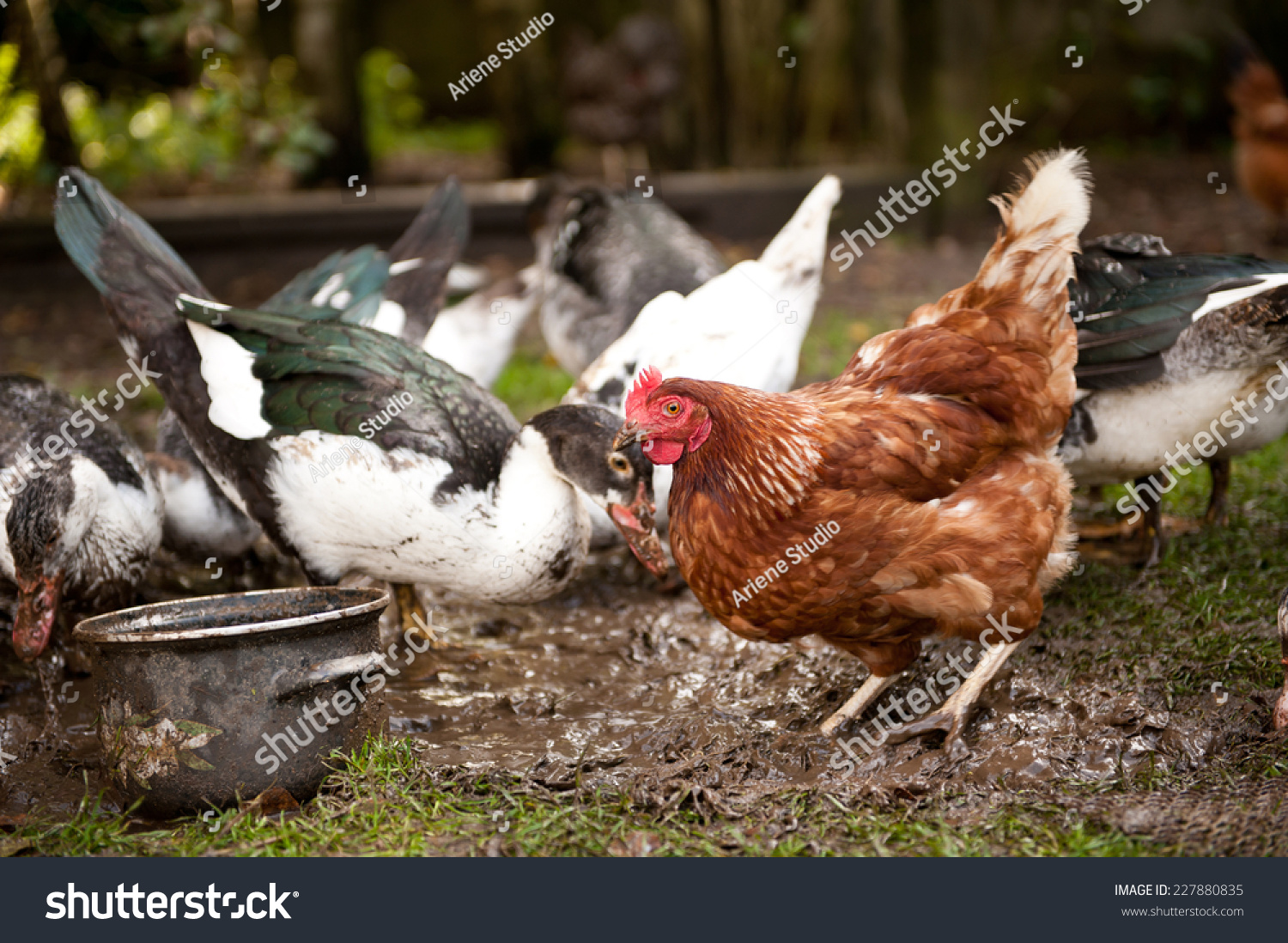 brown hen looking food scratching mud stock photo brown hen looking food scratching mud stock photo