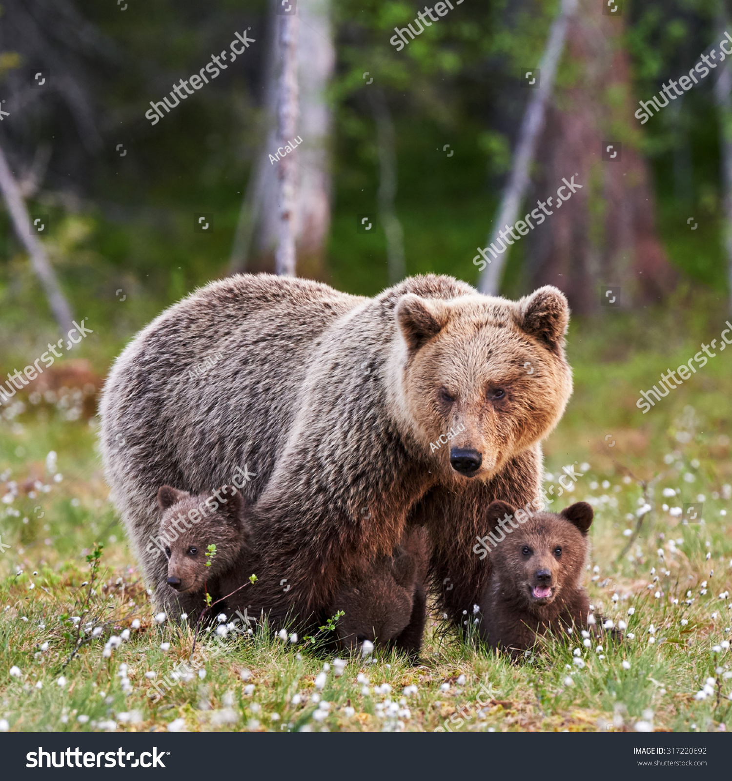 Brown Mother Bear Protecting Her Cubs Stock Photo 317220692 - Shutterstock