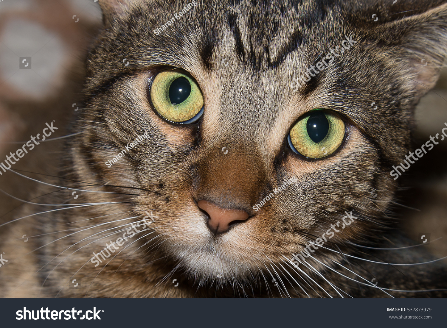 brown-tabby-cat-eyes-stock-photo-537873979-shutterstock