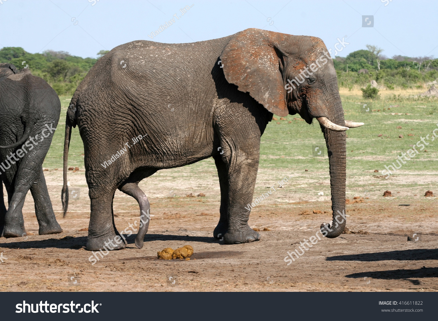 Bull Elephant Erection Penis Hwange National Stock Photo Shutterstock