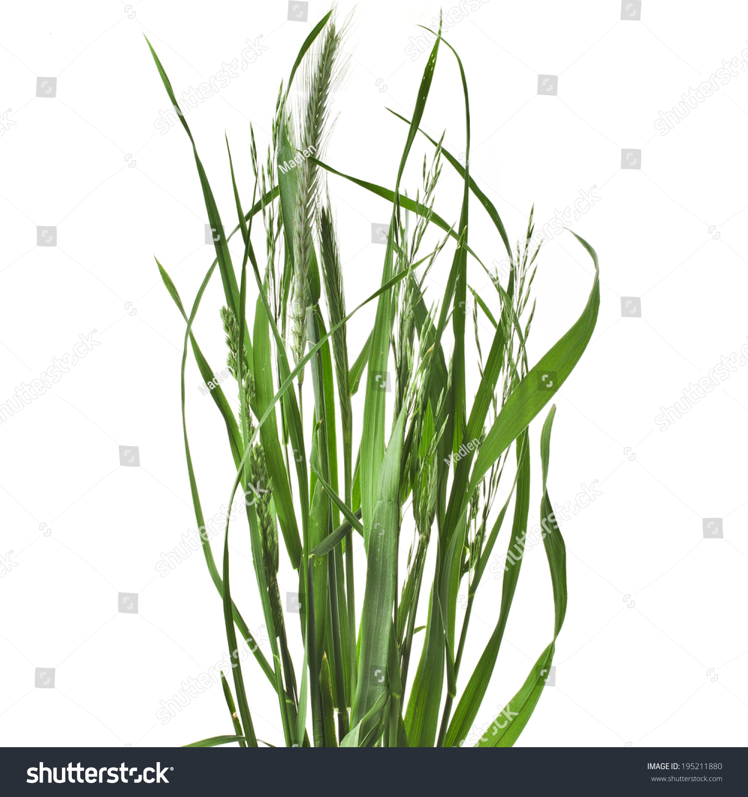 Bunch Of Green Grass Isolated On White Background Stock Photo