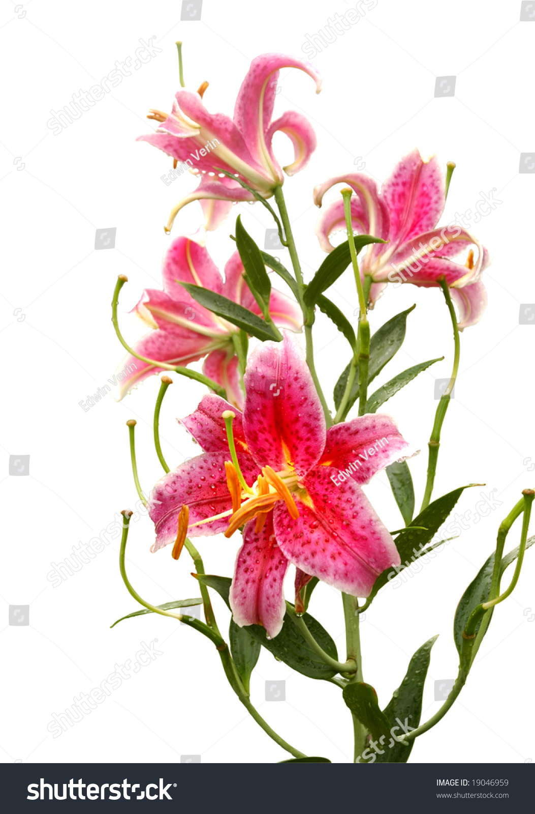 Bunch Of Stargazer Flower In White Background Stock Photo 19046959 