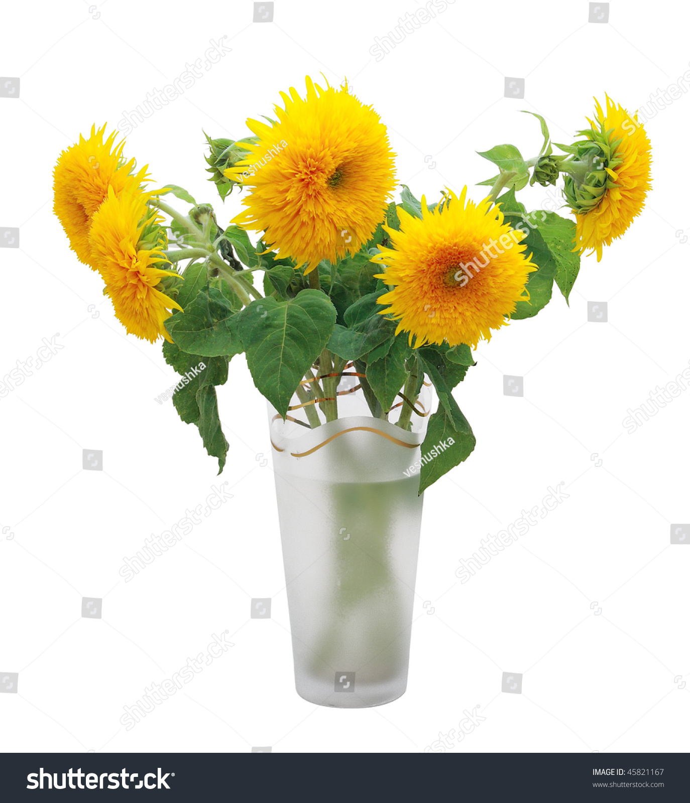 teddy bear sunflowers in pots