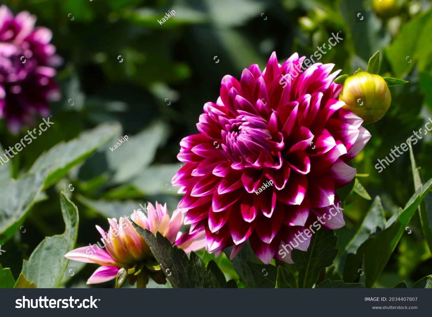 Dahlien Images Stock Photos Vectors Shutterstock