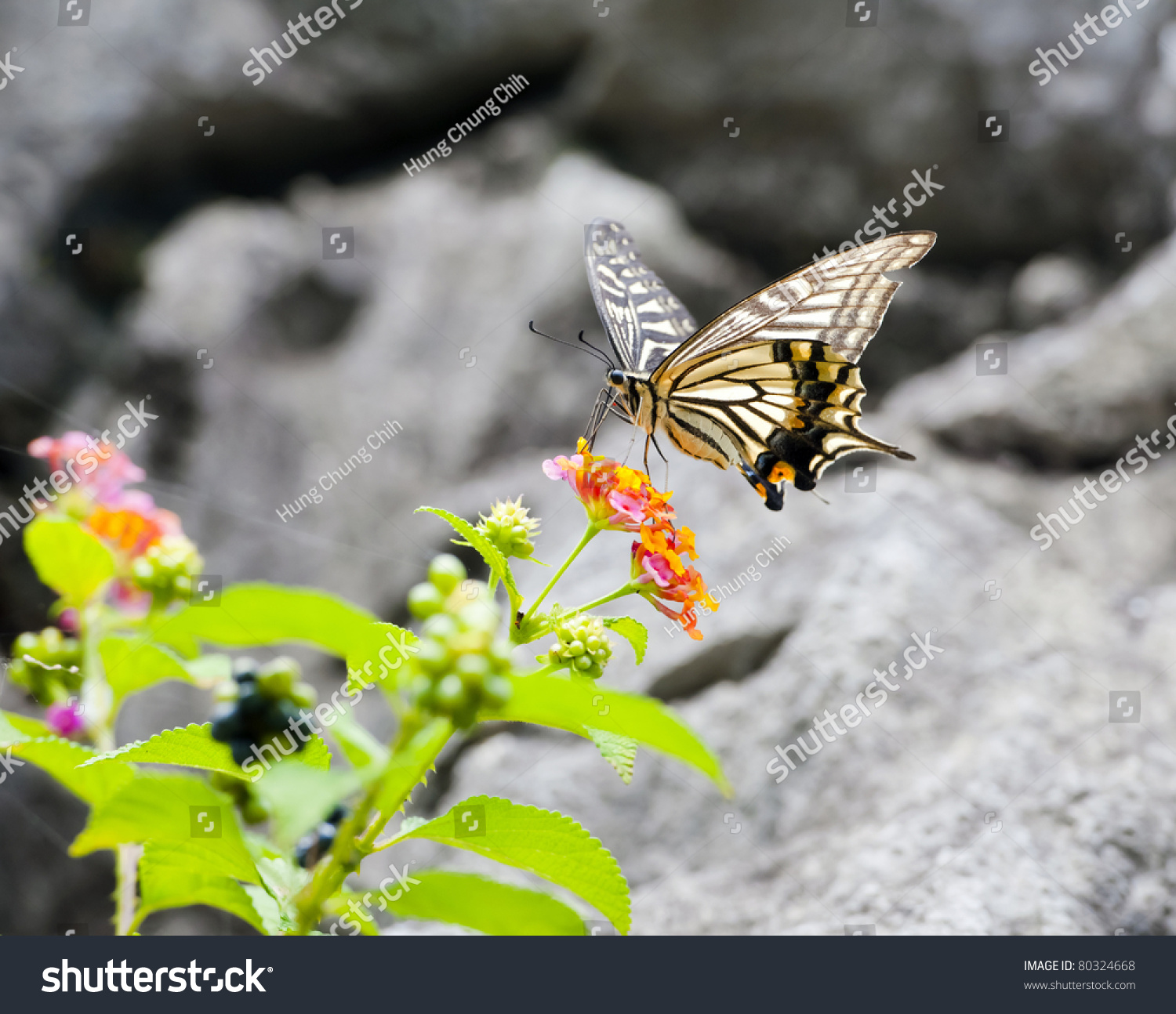 Butterfly Landing On Flower Stock Photo 80324668 Shutterstock