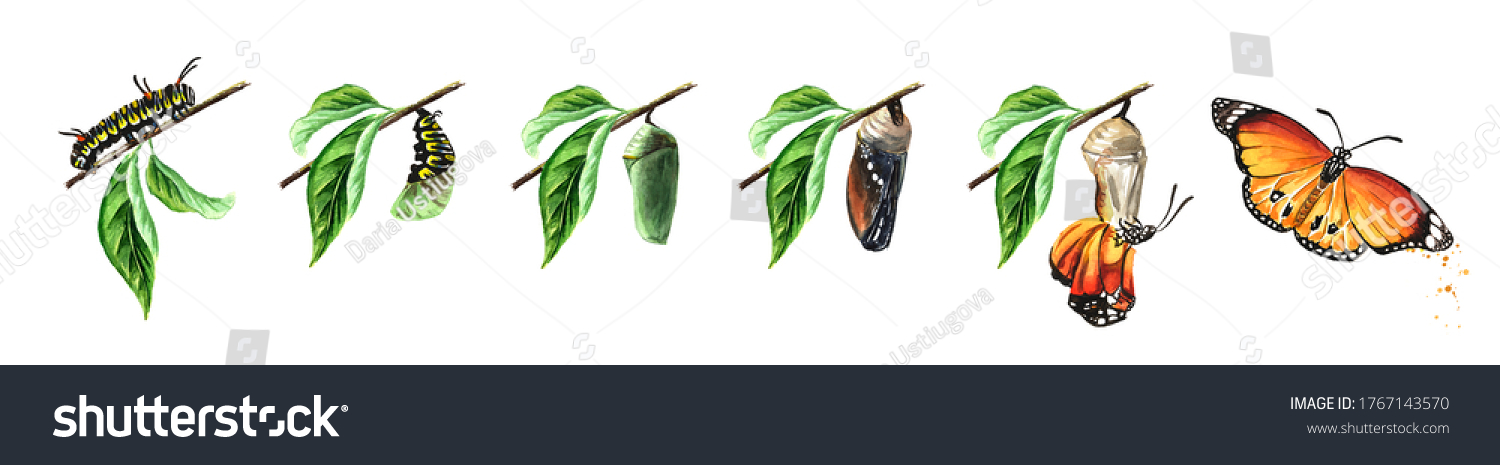 Butterfly Metamorphosis Development Stages Caterpillar Larva