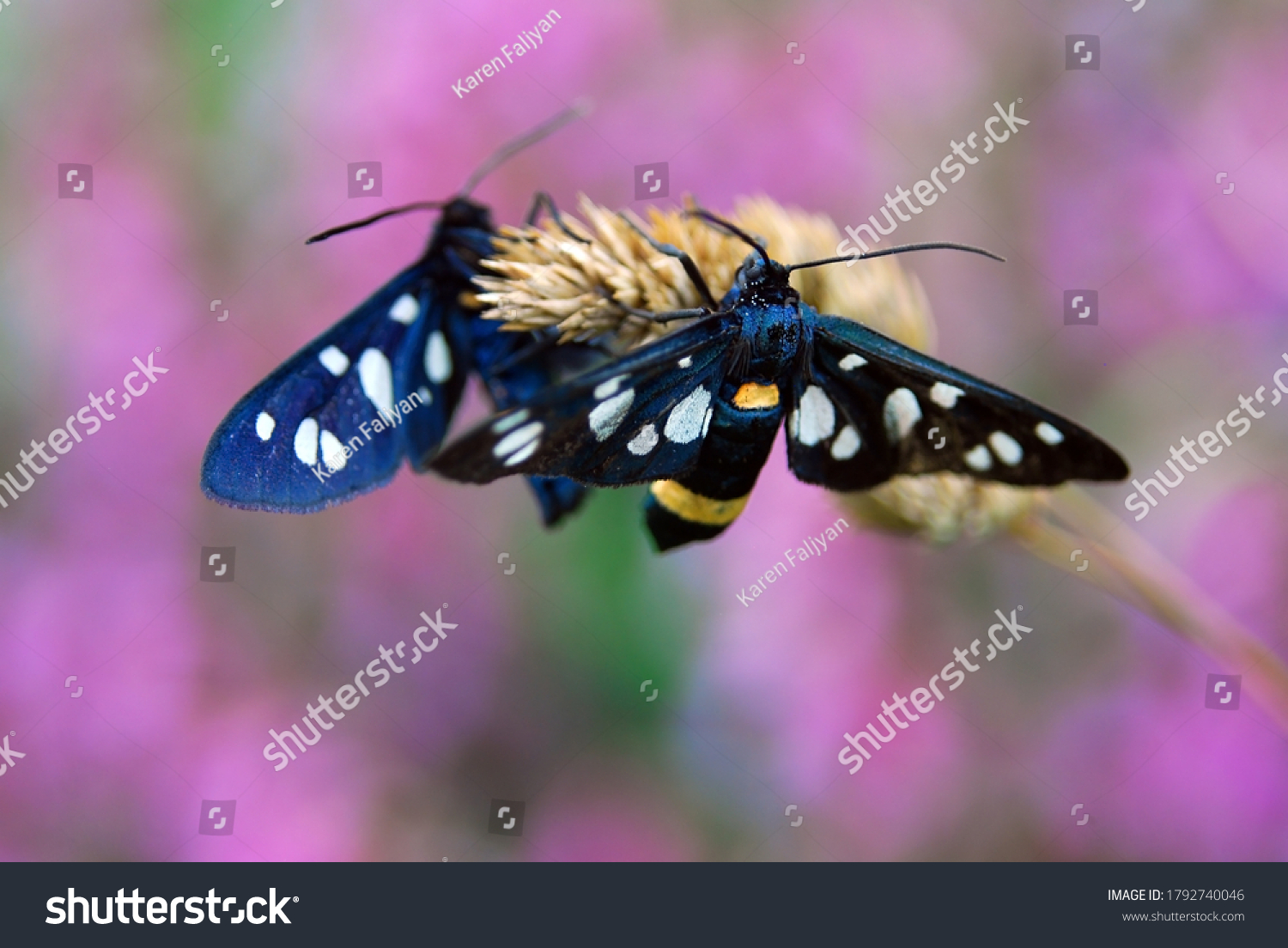 Imagens De Zygaena Ephialtes Imagens Fotos Stock E Vetores