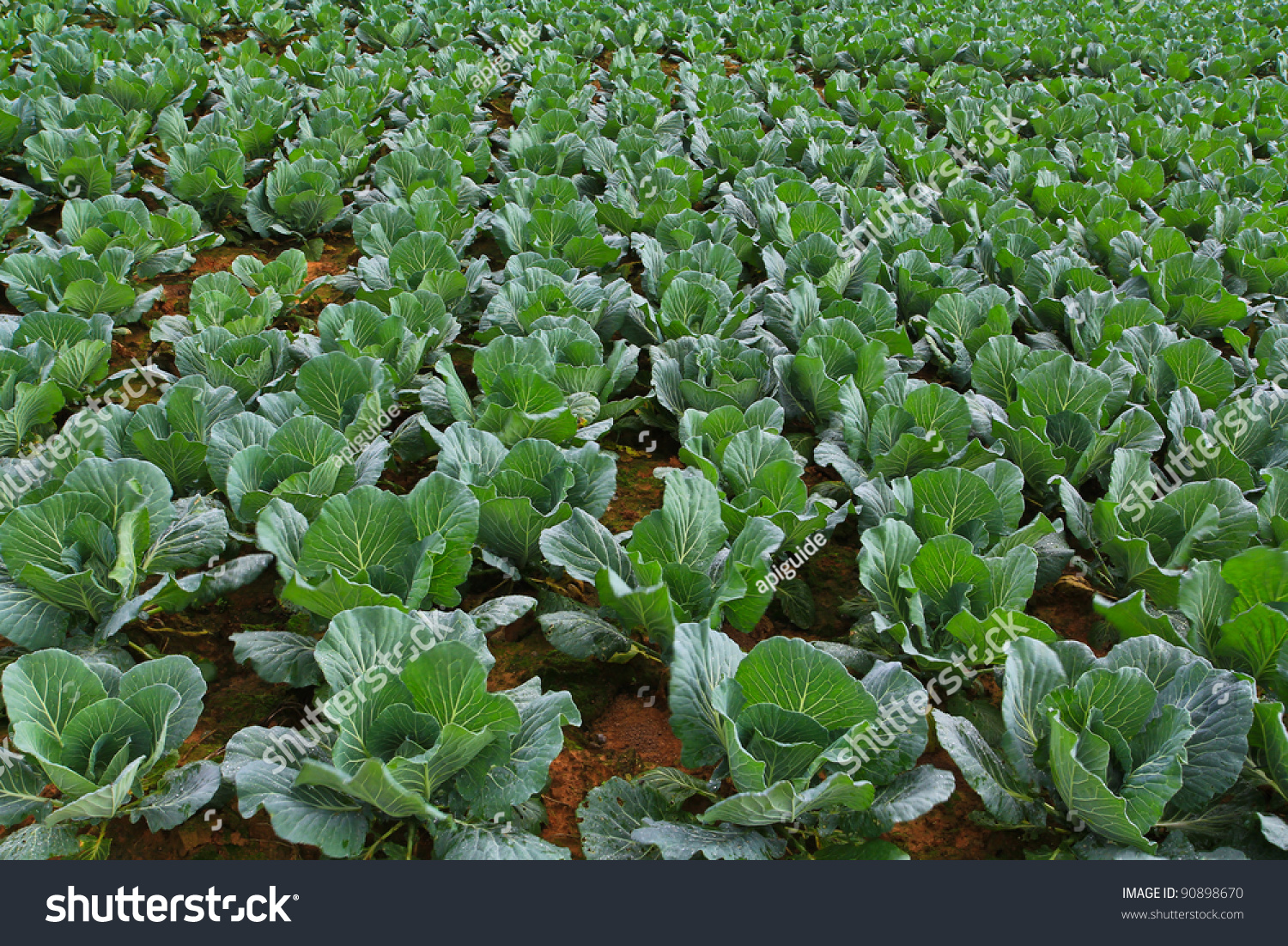 cabbage patch garden