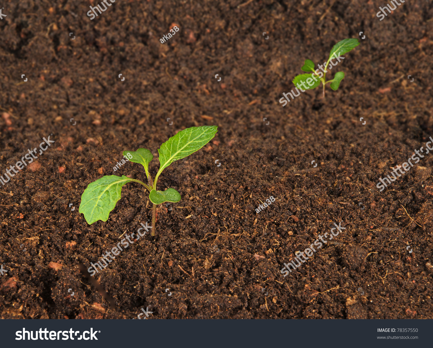 Cabbage Seedlings Stock Photo 78357550 Shutterstock