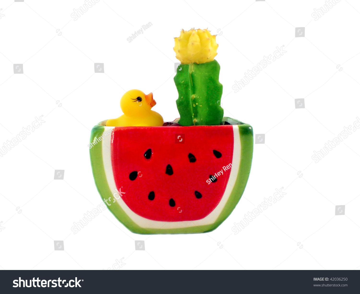 stock-photo-cactus-flowerpot-of-watermelon-shape-with-a-yellow-duck-toy-42036250.jpg