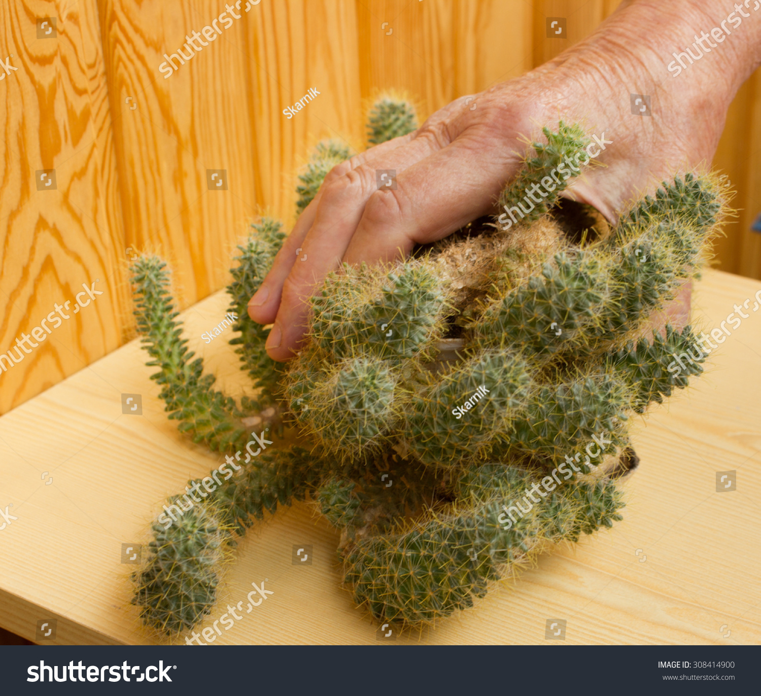 Cactus In A Hand Stock Photo 308414900 Shutterstock