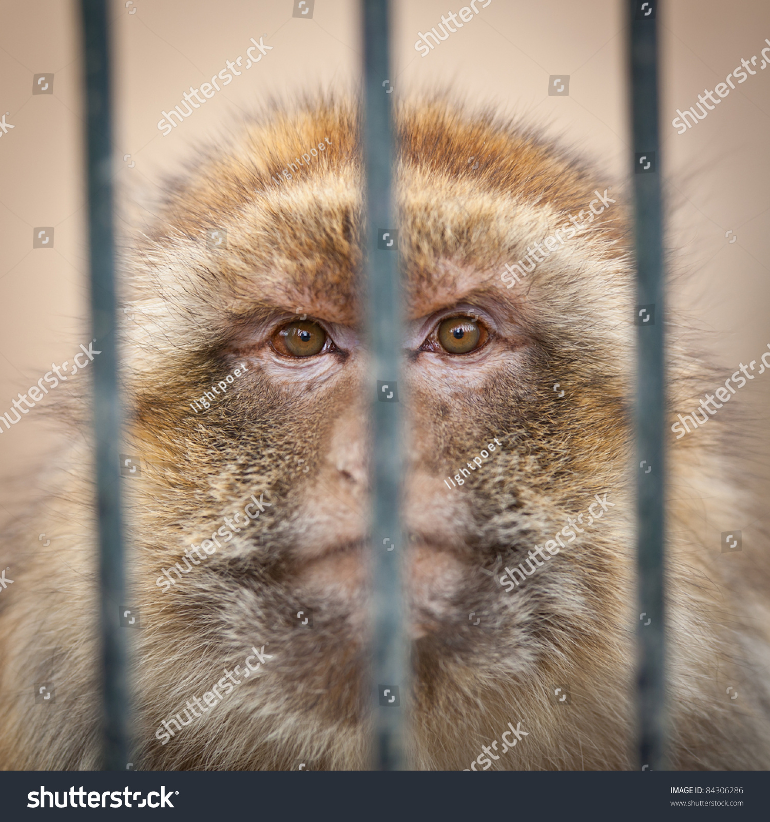 Caged Monkey Behind Bars Of A Cage In A Zoo Stock Photo 84306286