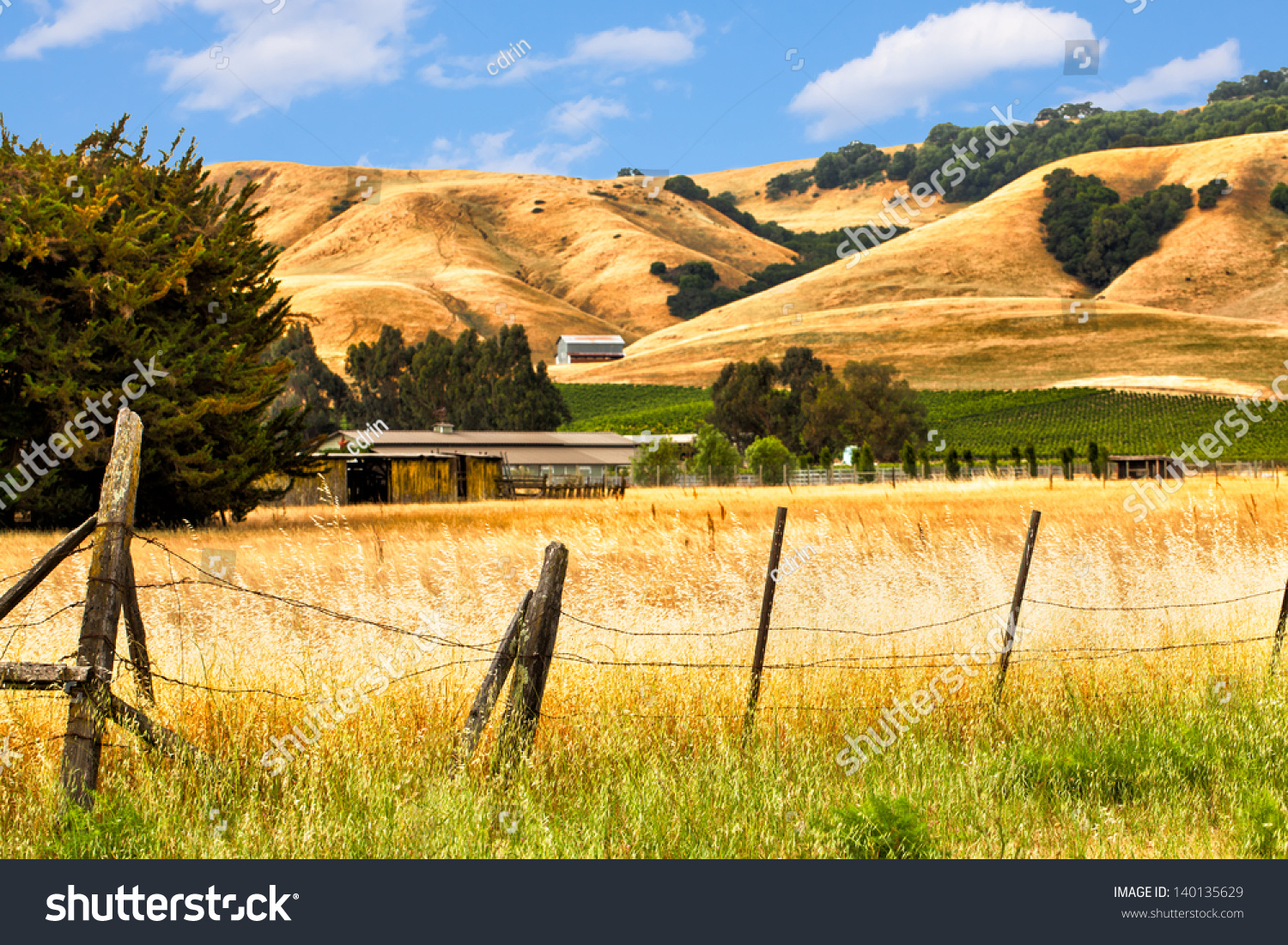 California Landscape Rolling Golden Hills Oak Stock Photo 140135629