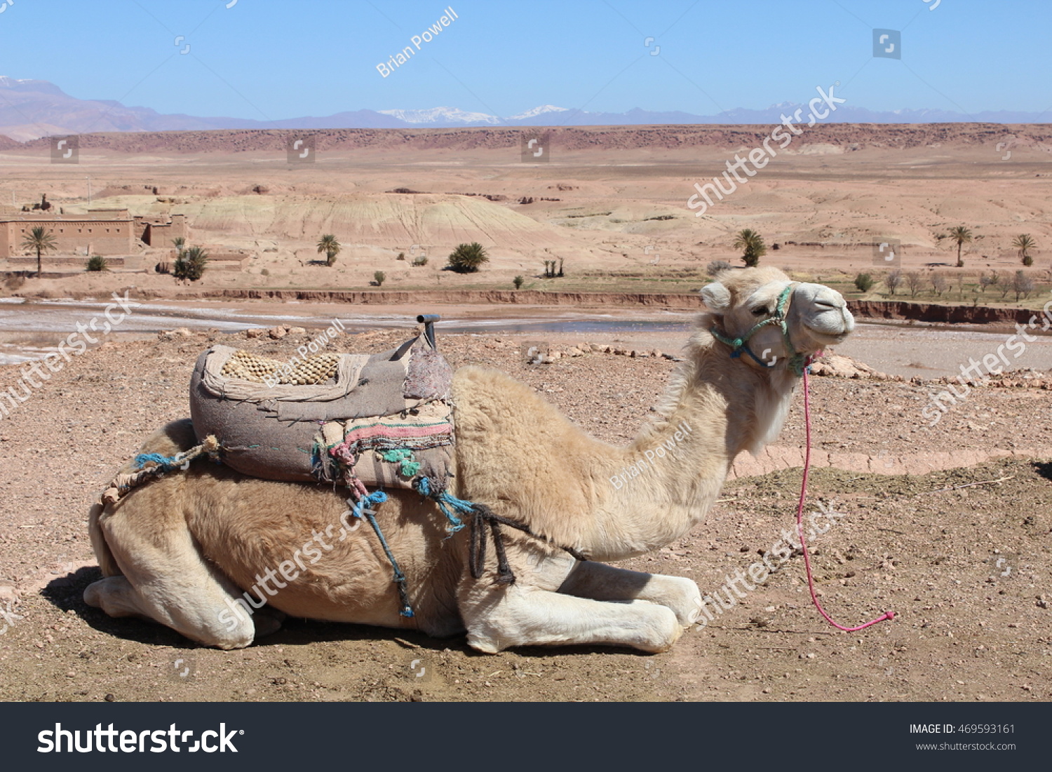 Camel Resting At The Edge Of The Sahara Stock Photo 469593161