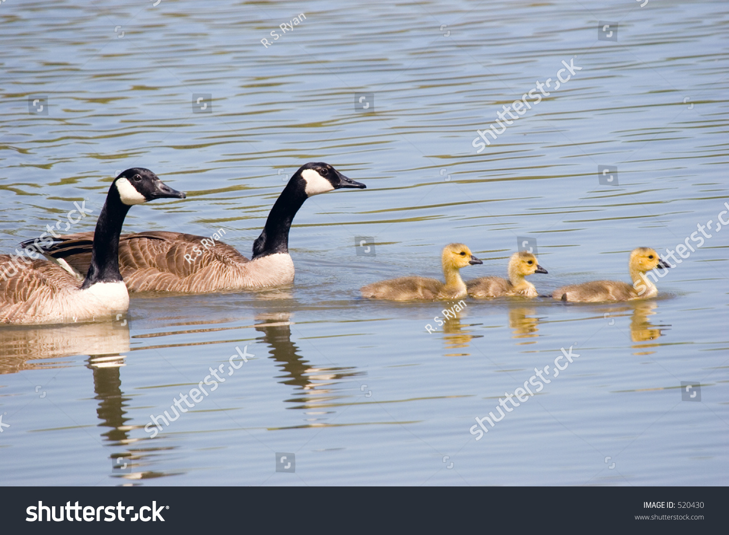 goose and gander hoodie