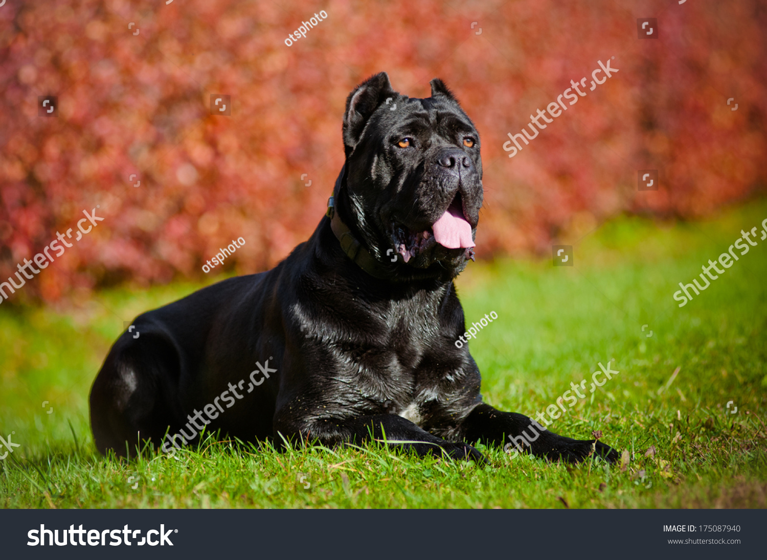 cane corso italiano musica gratis italiana cane corso italiano musica gratis italiana