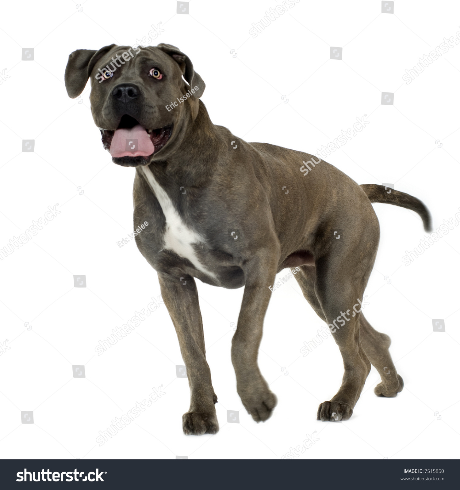 Cane Corso 9 Months In Front Of White Background Stock Photo 7515850