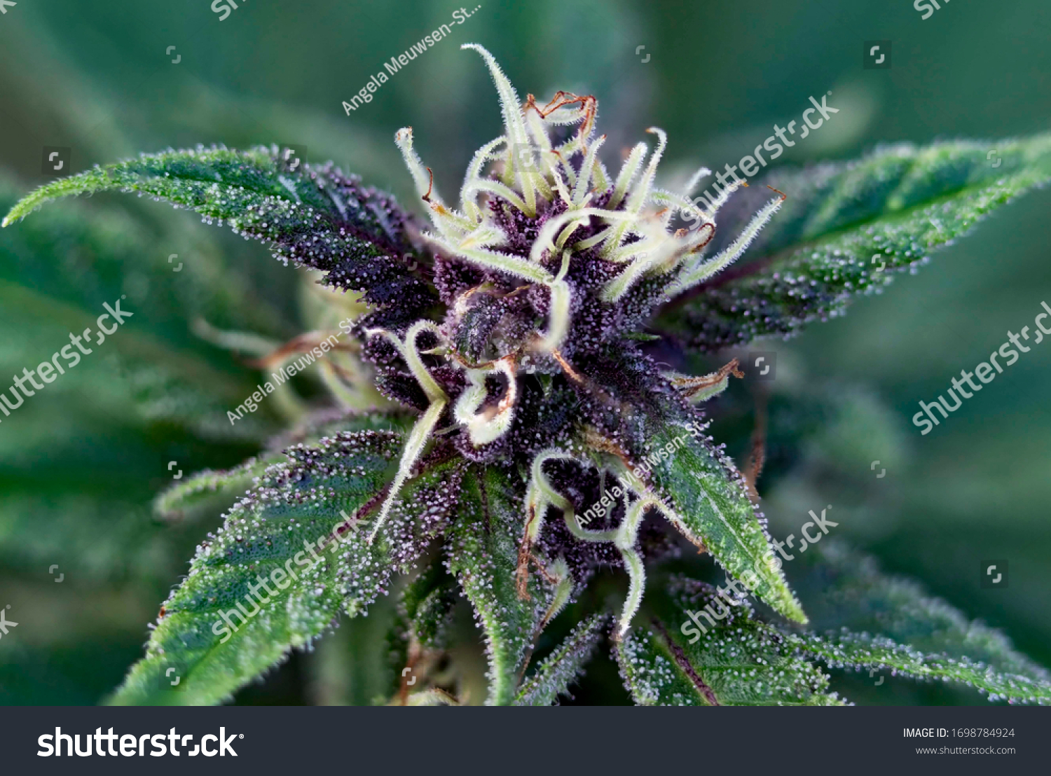 93 Durban Poison Images Stock Photos Vectors Shutterstock