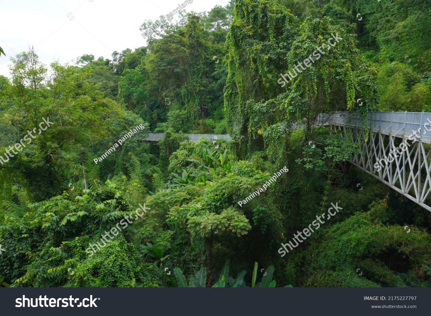 Canopy Walkway Nature Walk Longest Thailand Stock Photo 2175227797