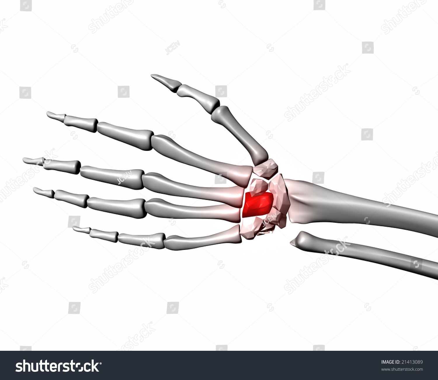 capitate-bone-isolated-on-white-stock-photo-21413089-shutterstock