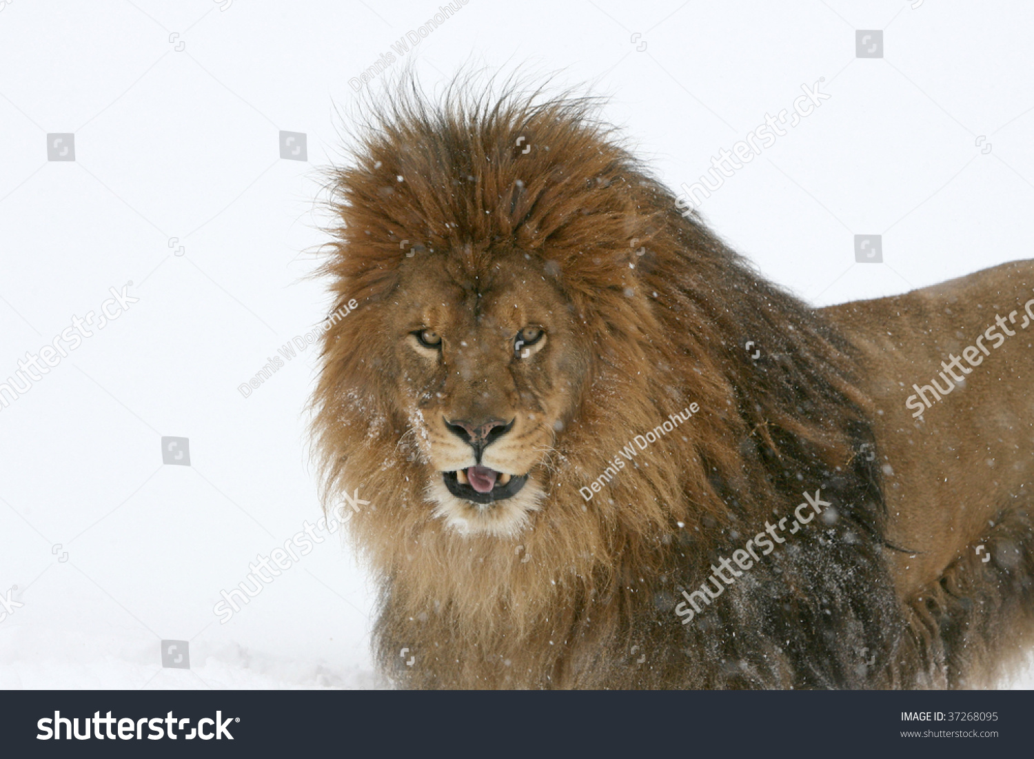 Barbary lion project