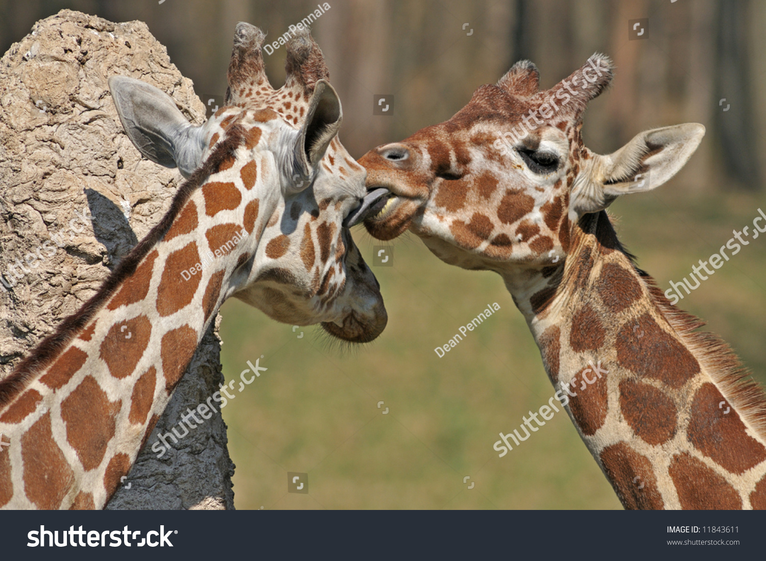 Captive Reticulated Giraffes Sharing An Intimate Moment Where One Licks 