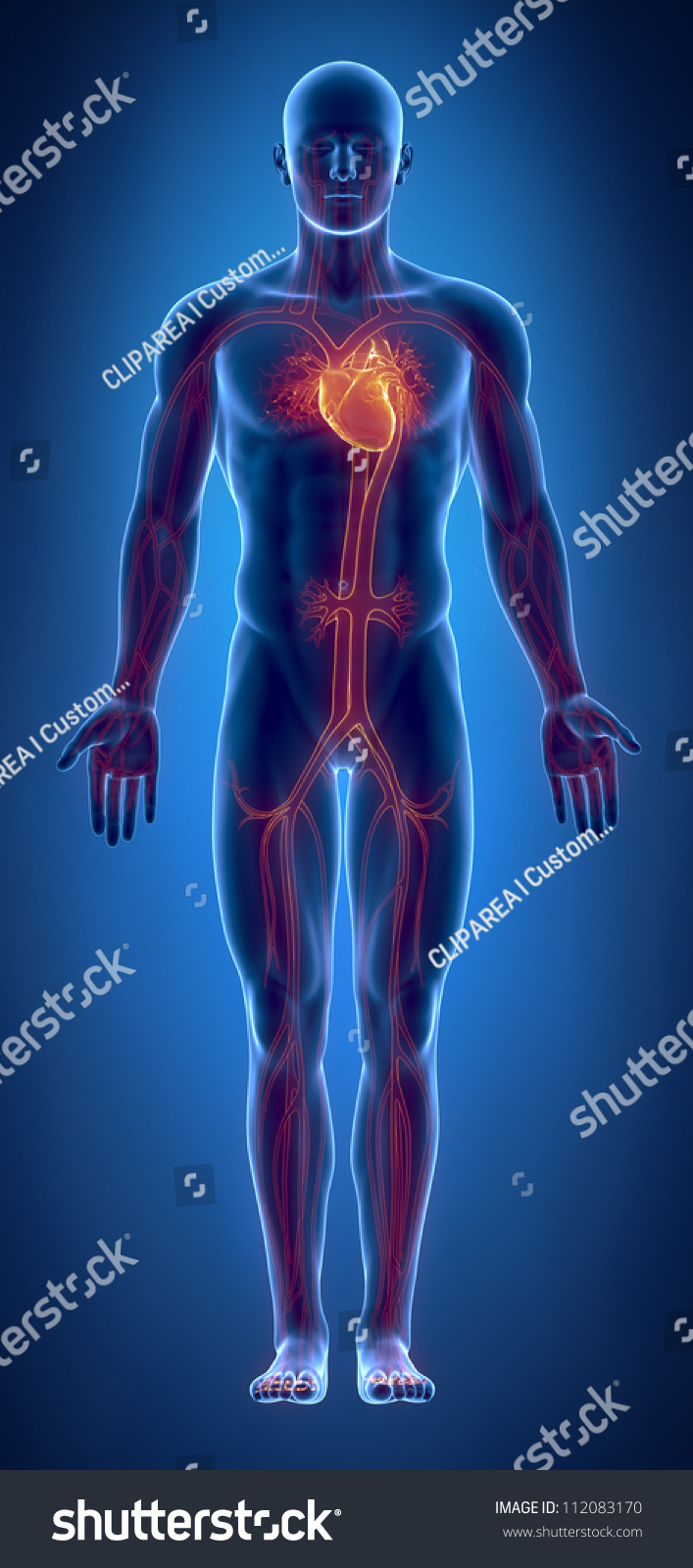 Essay questions on cardiovascular system