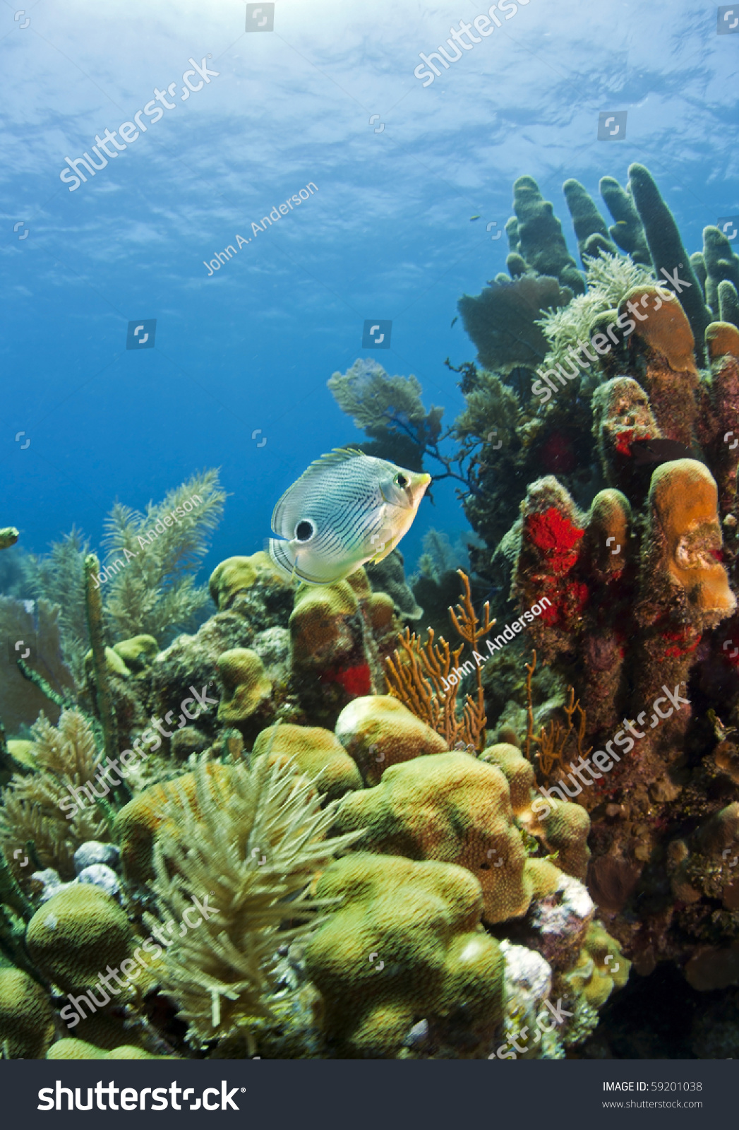 Caribbean Coral Reef Off The Coast Of Roatan Honduras Stock Photo 