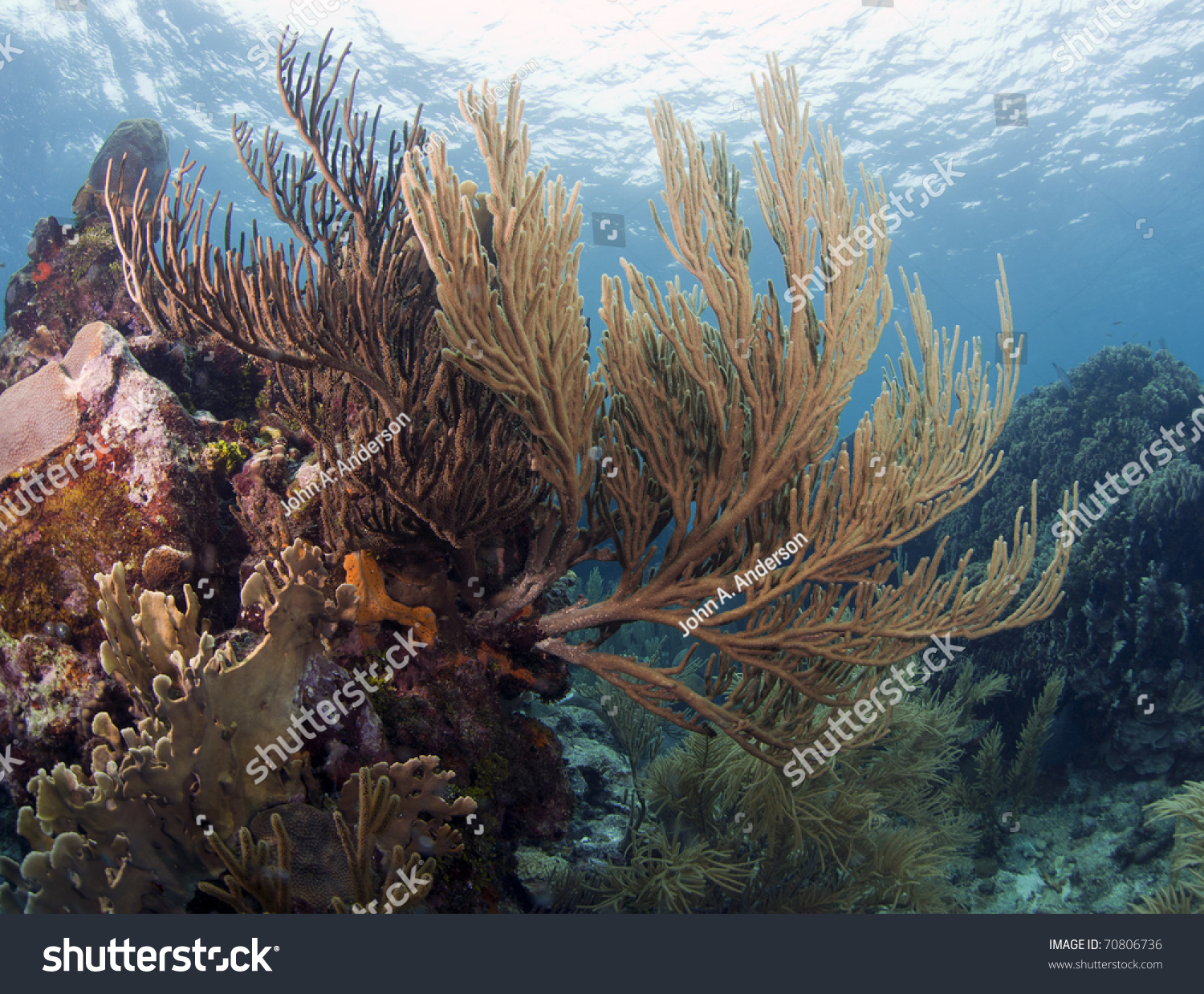 Caribbean coral reef off the coast of Roatan Honduras Caribbean coral reef off the coast of Roatan Honduras