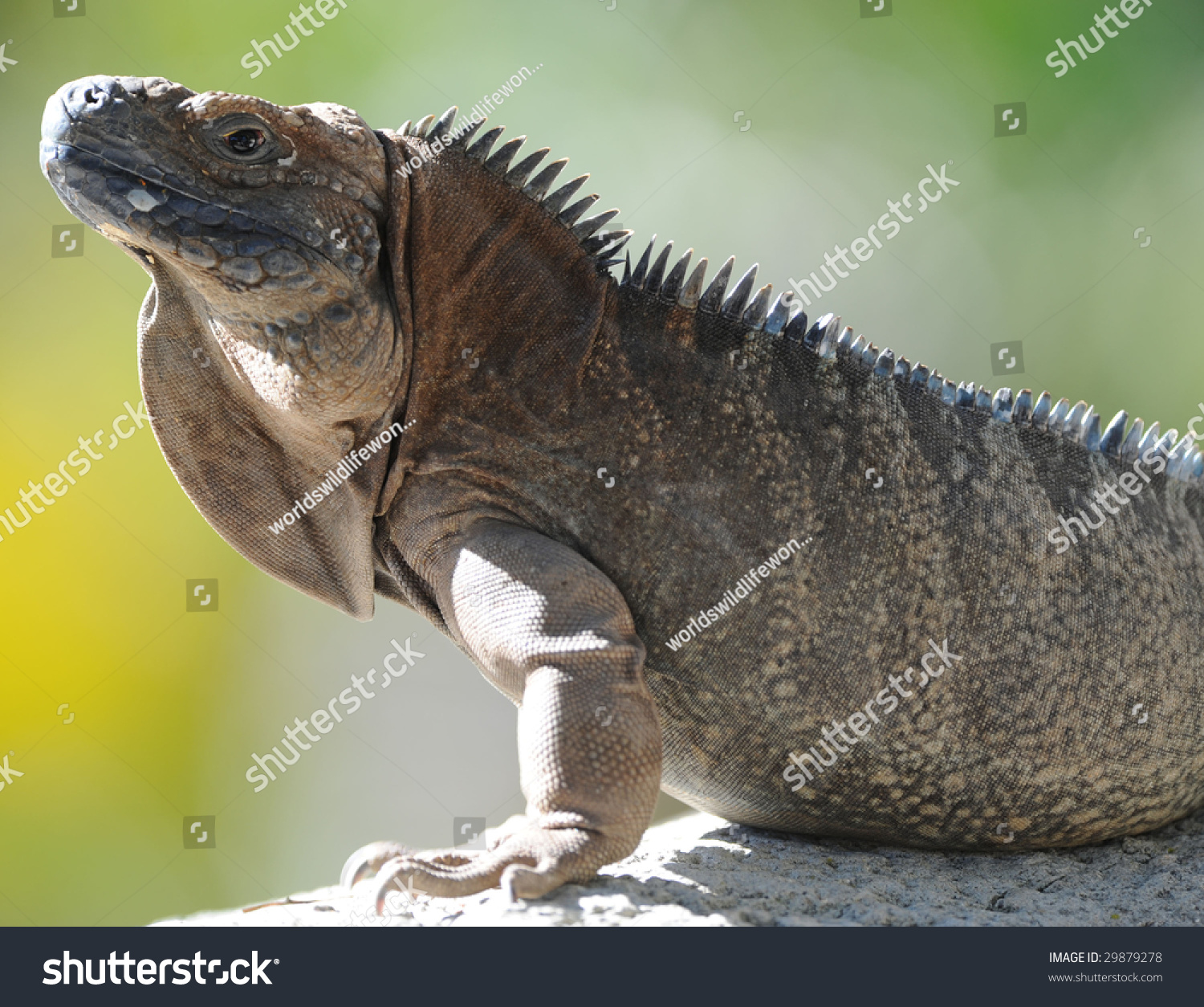 iguana dragon forest