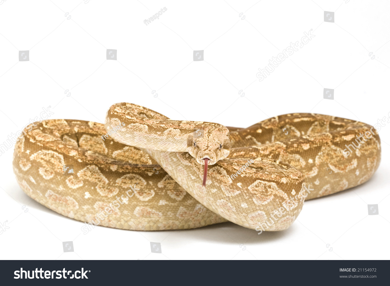 Carmel Argentine Boa (Boa Constrictor Occidentalis) On White Background ...