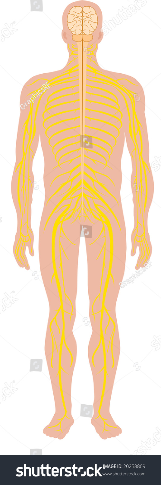 Cartoon Illustration Of The Human Nervous System - 20258809 : Shutterstock