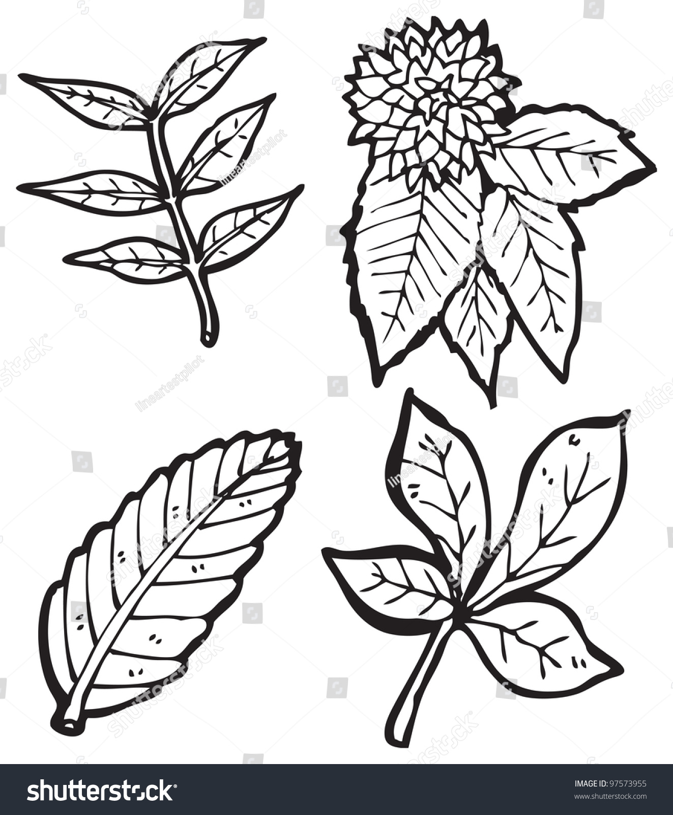 Cartoon Leaves Collection Stock Photo 97573955 : Shutterstock