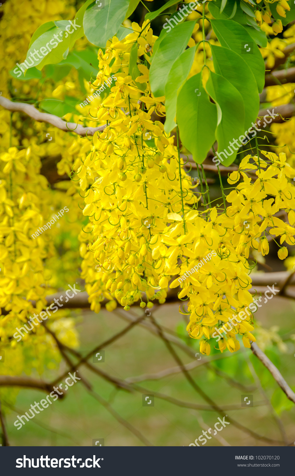 Cassia Fistula National Flower Of Thailand Golden Shower Tree Stock