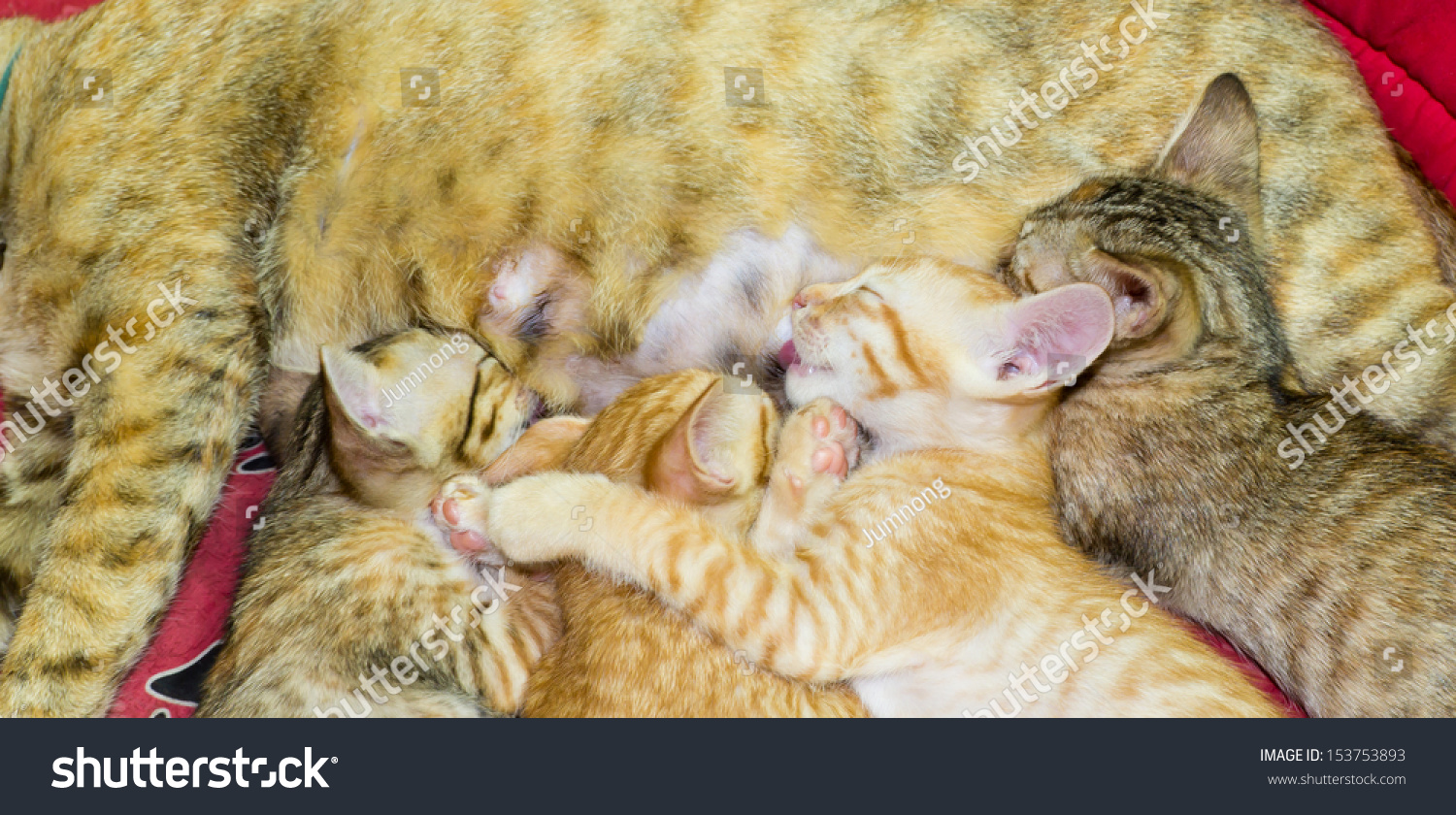 disco naked cats feeding on breast