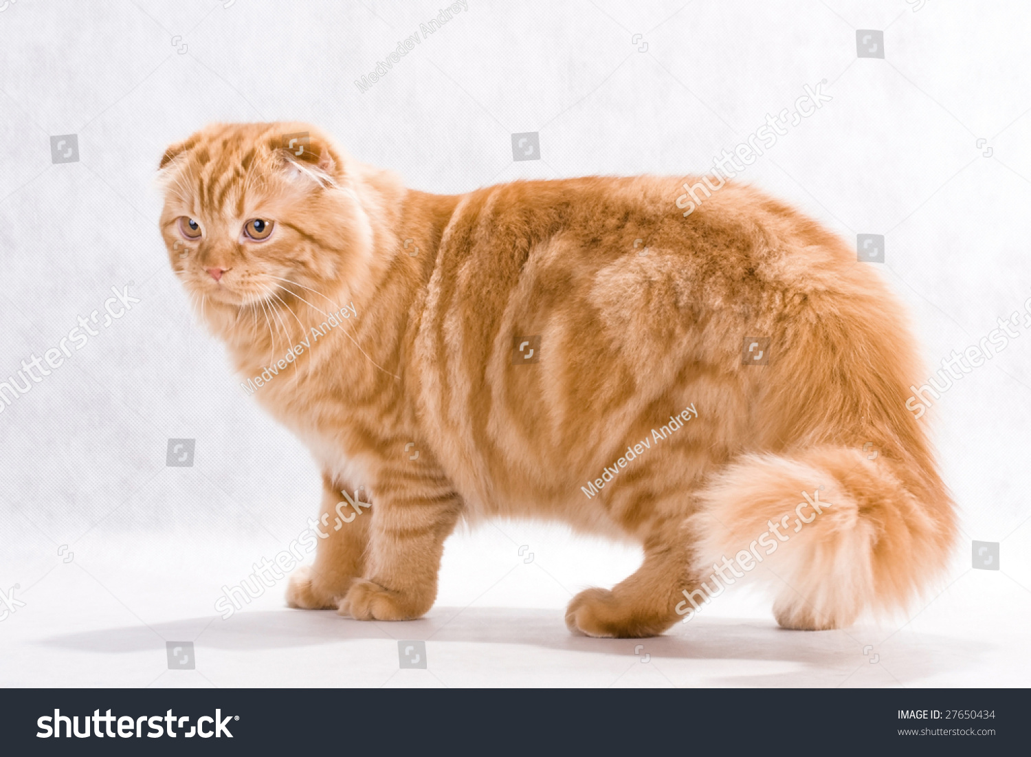Cat Breed Highland Fold Stock Photo 27650434 : Shutterstock