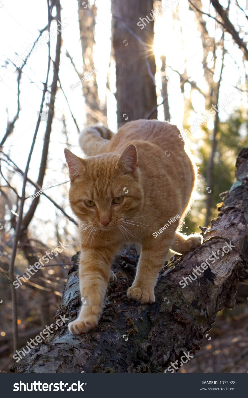 Cat Crawling Down A Log Stock Photo 1077928 : Shutterstock