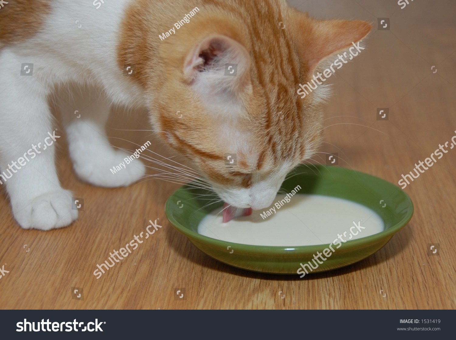 Cat Drinking Milk Stock Photo 1531419 : Shutterstock