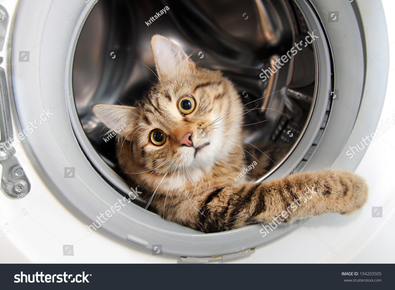 Cat Washing Machine Stock Photo 194203505 Shutterstock