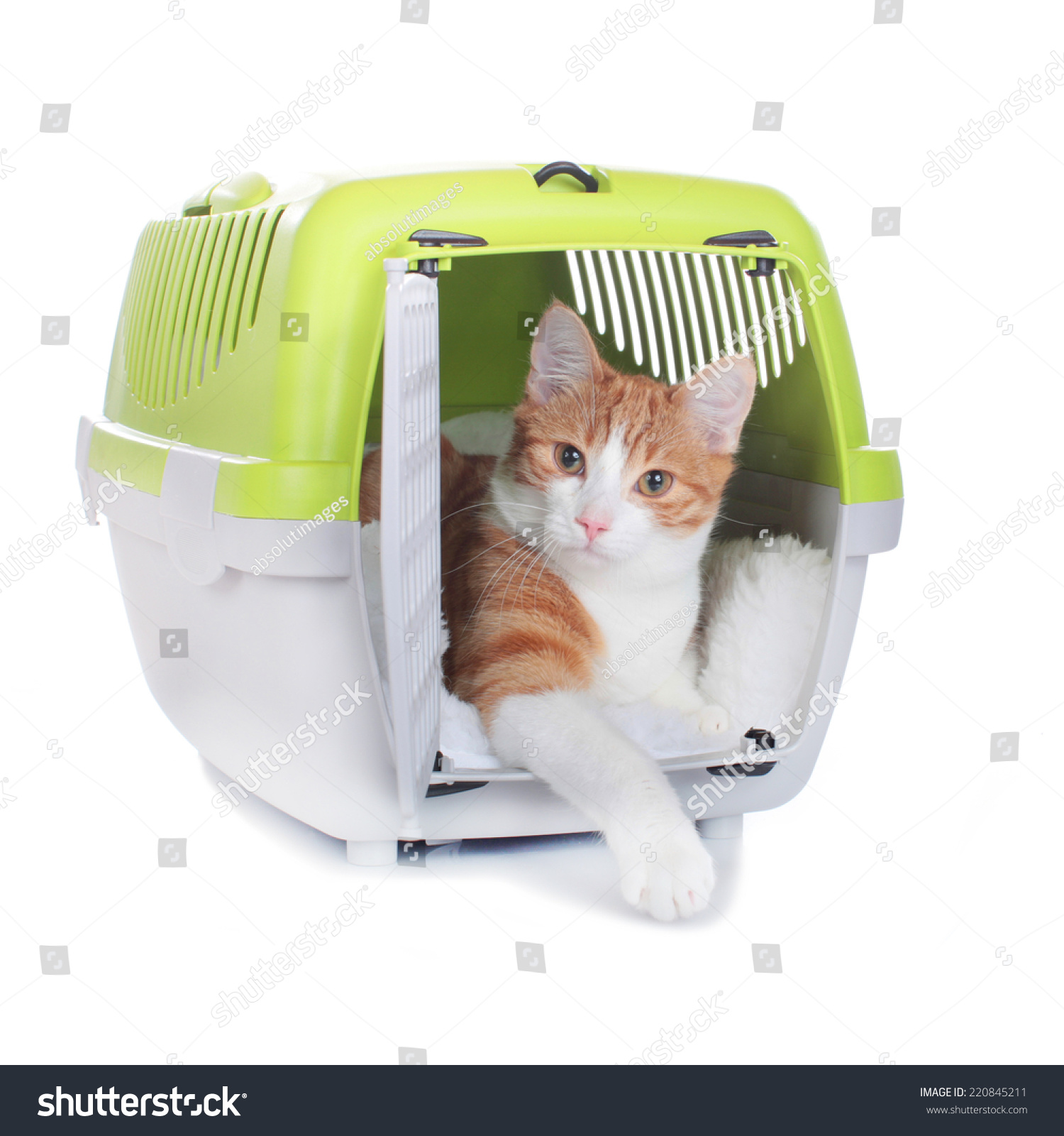 Cat In Travel Box Stock Photo 220845211 Shutterstock