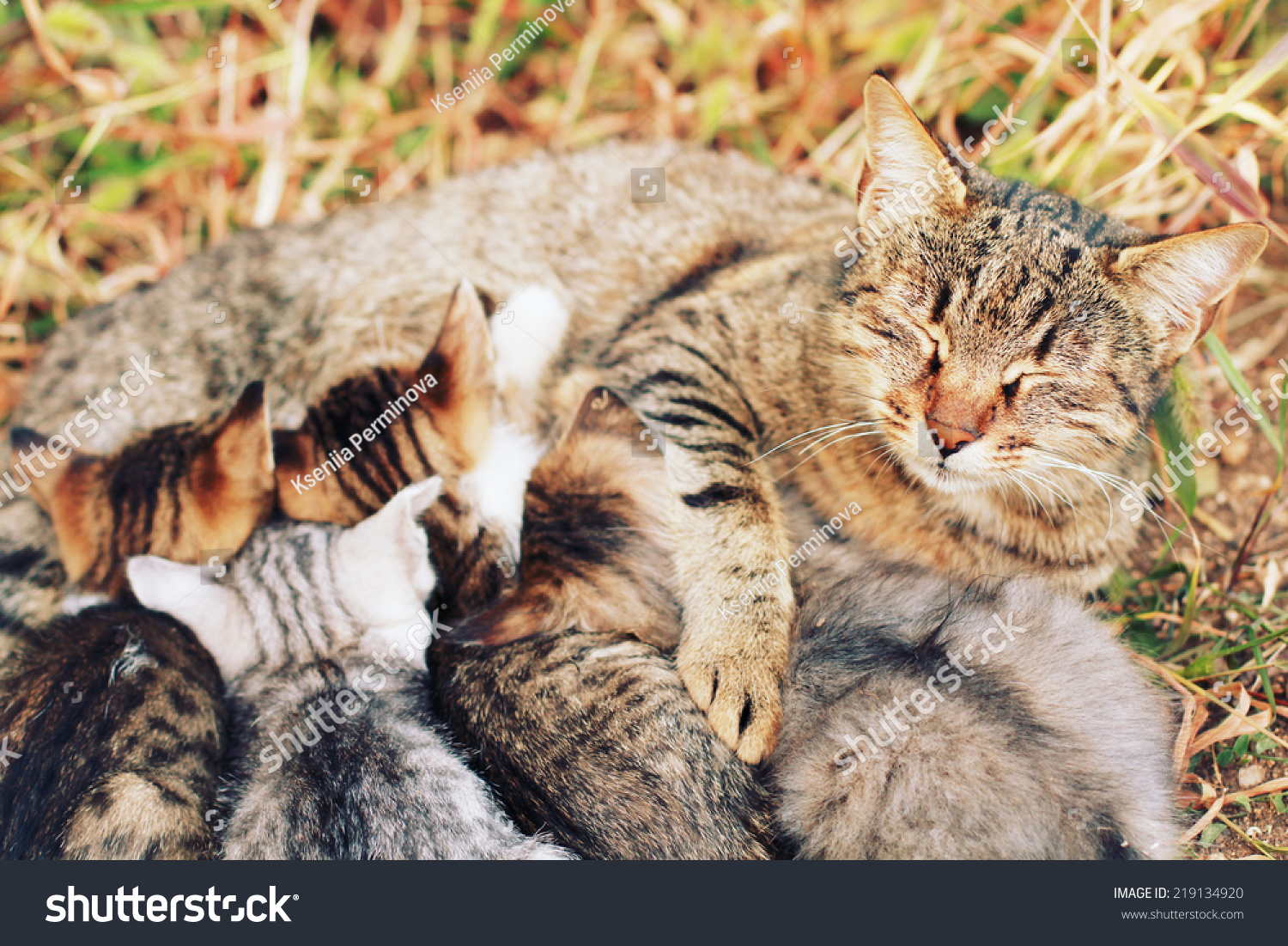 Cat Nursing Their Young Kittens With A Vintage Retro Instagram Filter Stock Photo 219134920